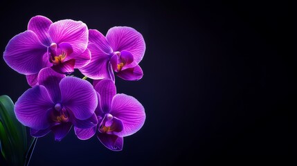 A luxurious purple orchid, its petals gently glowing with soft neon light, set against a sleek, minimalist black backdrop. Elegant, modern, digital art, high resolution.