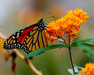 Colorful Butterfly on Blooming Flower in Garden