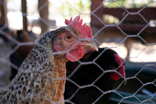 Chicken peering out through chicken wire fince