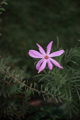 Vibrant pink cosmos flower blooming in a lush green garden setting