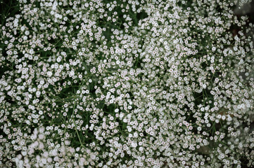 Close-up of delicate white gypsophila flowers against green foliage