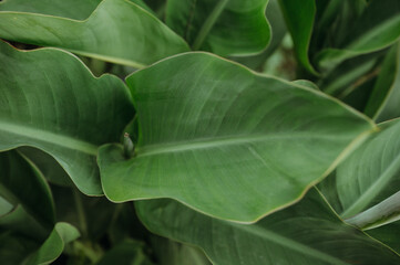Fototapeta premium Close-up of lush green canna leaves with soft natural light.
