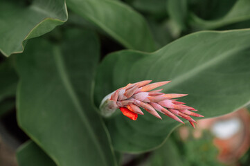 Close-up of a vibrant canna flower bud with lush green foliage