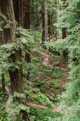 Majestic redwood forest with a narrow, winding trail