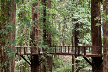 Elevated wooden walkway through towering redwood forest