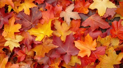 Fototapeta premium Autumnal Leaf Blanket