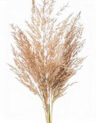 Fototapeta premium Detailed View of Dry Grass and Seeds: Isolated on White for Clean Presentation