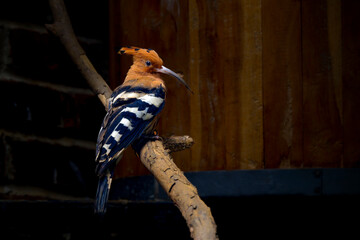 Common hoopoe © Riadi