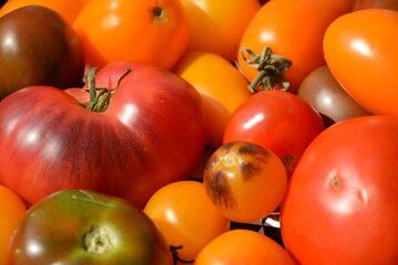 Yellow and red delicious tomatoes of different varieties