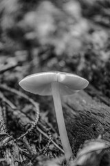 Macro  - Forest - Europe, Romania, Suceava region