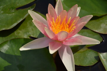 Beautiful soft pink water lily flower close up