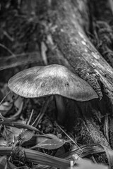 Macro  - Forest - Europe, Romania, Suceava region