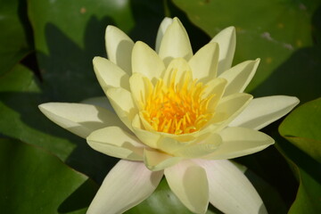 Large white flower with yellow center of water lily close-up