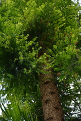 Fototapeta premium Tall old coniferous tree with a brown trunk