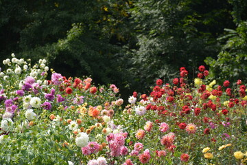 Garden with colorful dahlias on a warm summer day © Olena