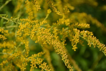 Lush bush of solidago canadensis, with yellow flowers on a blurred background