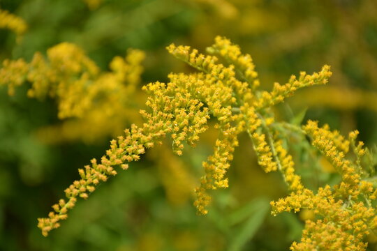 Branch of solidago virgaurea with yellow flowers on a blurred background