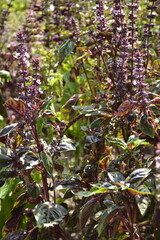 Agricultural bed with flowering purple basilic
