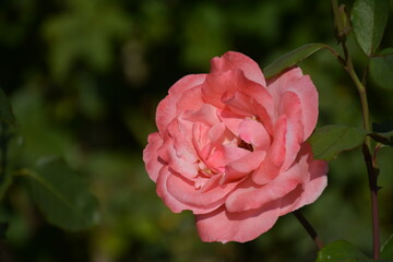Pink rose in the garden in spring closeup on a blurred background