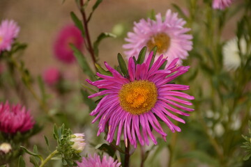 Beautiful asters of pink flowers of different shades in the garden