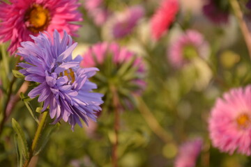 Obraz premium Flowerbed with multi-colored asters in the garden in autumn