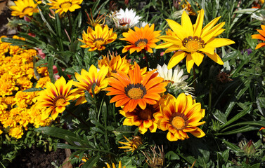 sunny flowers of gazania or african daisy are used in landscape design