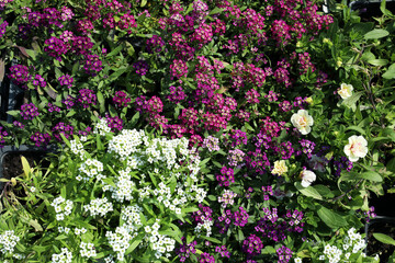 red and white alyssum flowers are sold in plastic pots
