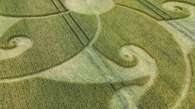 Aerial view over wind patterns blowing across Etchilhampton spiral mandala wheat filed crop circle
