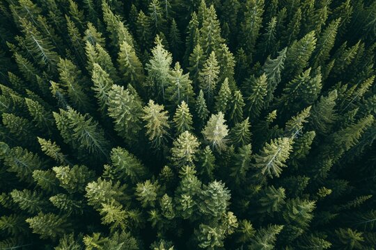 A picture from above of dense pine forests