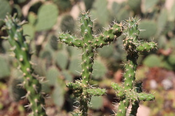 Cylindropuntia imbricata Krätschmer kaktus © Perovskia