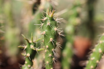 Cylindropuntia imbricata Krätschmer kaktus