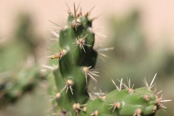 Cylindropuntia imbricata Krätschmer kaktus © Perovskia