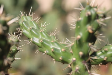 Cylindropuntia imbricata Krätschmer kaktus © Perovskia