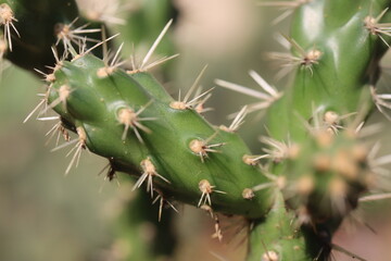 Cylindropuntia imbricata Krätschmer kaktus © Perovskia