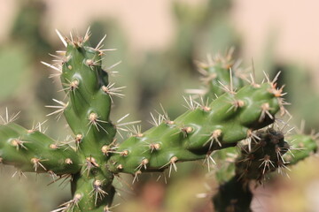 Cylindropuntia imbricata Krätschmer kaktus