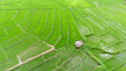 Aerial top view of paddy rice farmlands at morning scene. Beautiful rice fields,Nature landscape background.