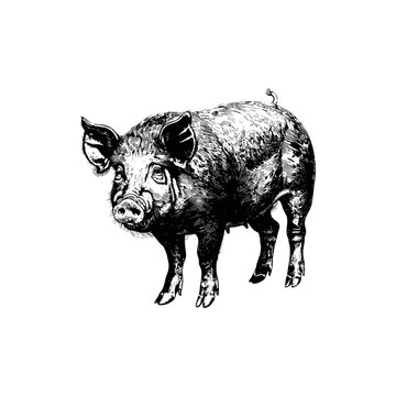 recommend clip art: Intricate Black and White Pig. Vector illustration design.