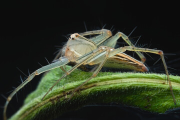 Striped lynx spider on the leaf
