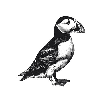 recommend clip art: Black and white puffin illustration with detailed feathers. Vector illustration design.