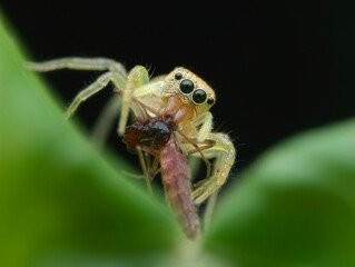 Yellow jumping spider eat mosquito on the leaf