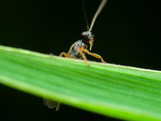 Small wasp on the grass
