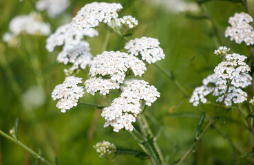 Small white flowers on a steppe plant in summer