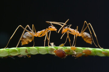 Two crazy yellow ants and aphids on the grass