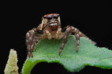 Cute jumping spider sitting on the leaf