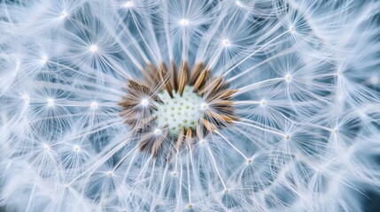 Dandelion Close Up