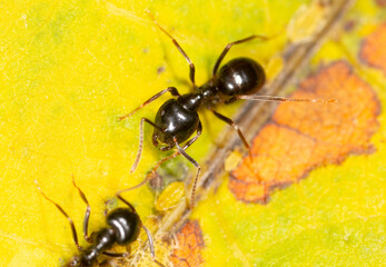 Ants collect aphids on a tree leaf. Macro