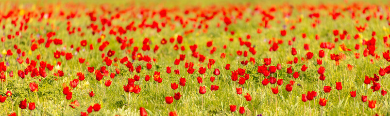 Fototapeta premium Field with red tulips in the steppe in spring as a background