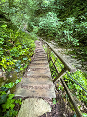 Obraz premium Wooden stairs in the forest in summer