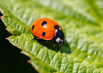 Ladybug on a green leaf. Macro