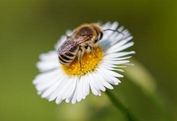 A bee on a chamomile flower in nature. Macro